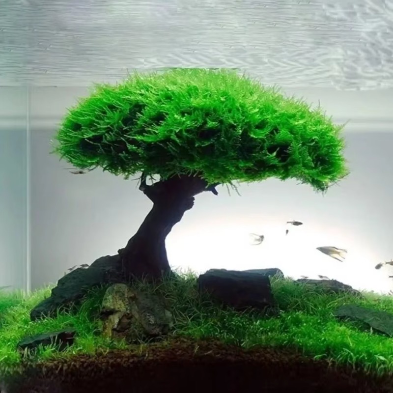 Planted Aquarium Without Fish - Plante d'aquarium en bois, décoration d'arbre