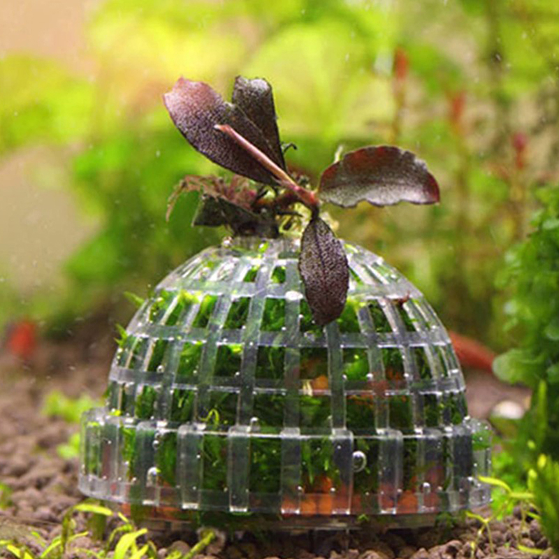 Offre Spéciale : Décorations e - Aquarium Plants For Sale avis et prix