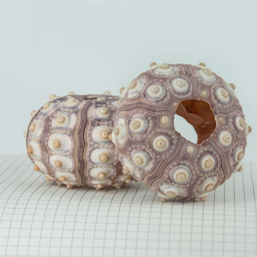 Coquille de mer 5cm-6cm, ornem - Planted Aquarium Air Stone avis et prix