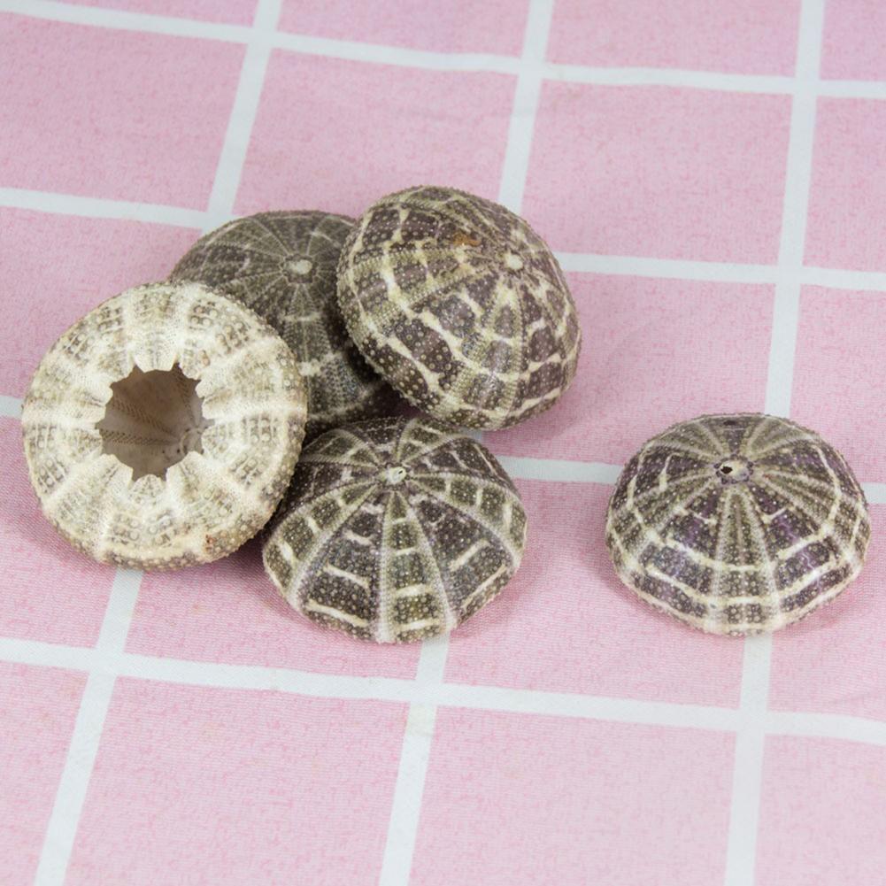 Coquille de mer 5cm-6cm, ornem - Planted Aquarium Air Stone avis et prix