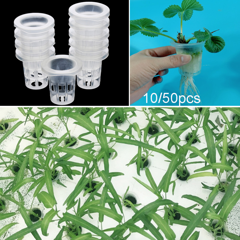 10/50pcs fournitures de jardin - Aquarium Planted Seeds avis et prix