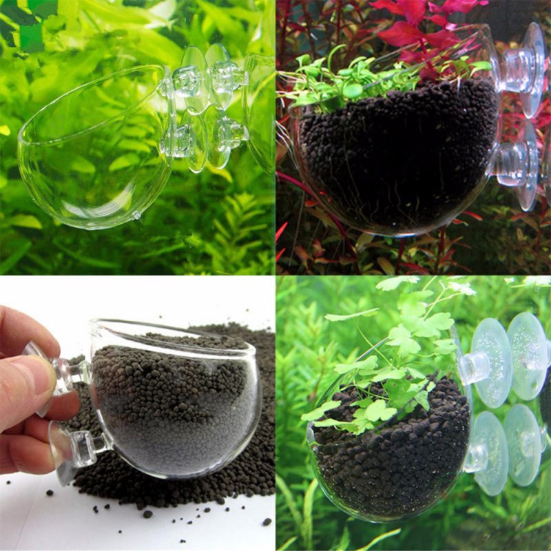 Tasse à intervalles en verre a - Aquarium Planted Seeds avis et prix